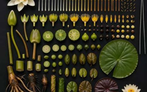 GPT-image-2 ｜完全解构的莲花